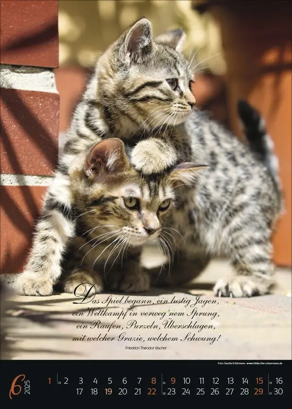 Bild: 9783731879367 | Katzenpoesie 2025 | Korsch Verlag | Kalender | Spiralbindung | 13 S.