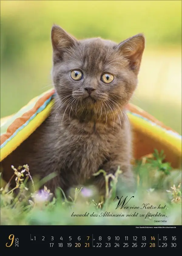 Bild: 9783731879367 | Katzenpoesie 2025 | Korsch Verlag | Kalender | Spiralbindung | 13 S.