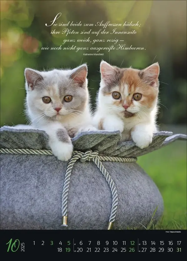 Bild: 9783731879367 | Katzenpoesie 2025 | Korsch Verlag | Kalender | Spiralbindung | 13 S.