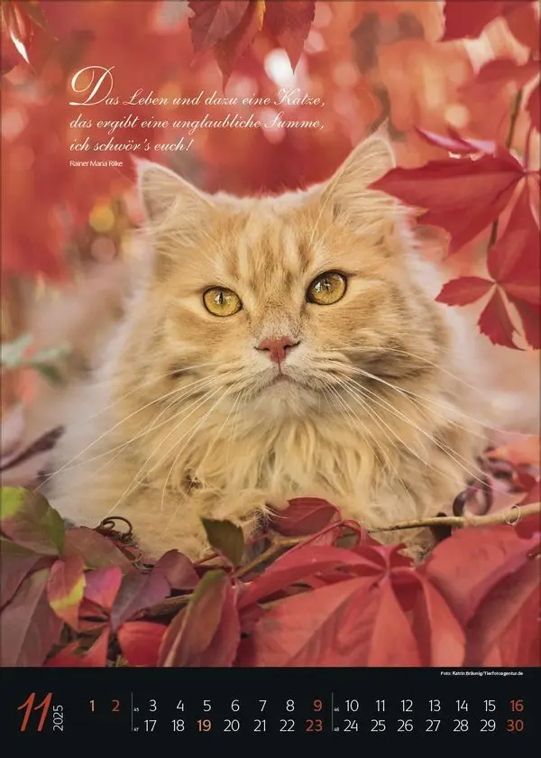 Bild: 9783731879367 | Katzenpoesie 2025 | Korsch Verlag | Kalender | Spiralbindung | 13 S.