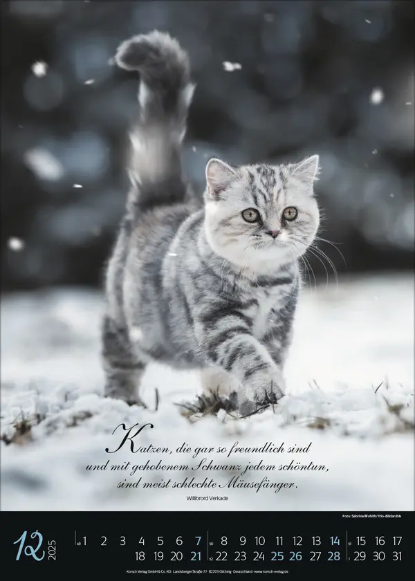 Bild: 9783731879367 | Katzenpoesie 2025 | Korsch Verlag | Kalender | Spiralbindung | 13 S.