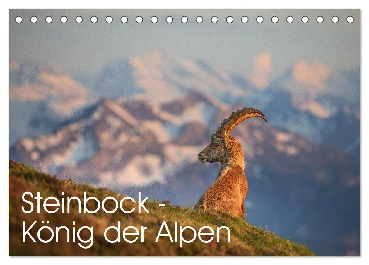 Cover: 9783457499467 | Steinbock - König der Alpen (Tischkalender 2026 DIN A5 quer),...