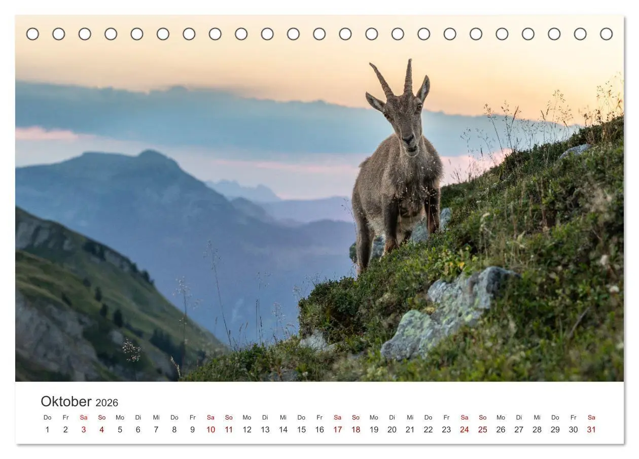 Bild: 9783457499467 | Steinbock - König der Alpen (Tischkalender 2026 DIN A5 quer),...