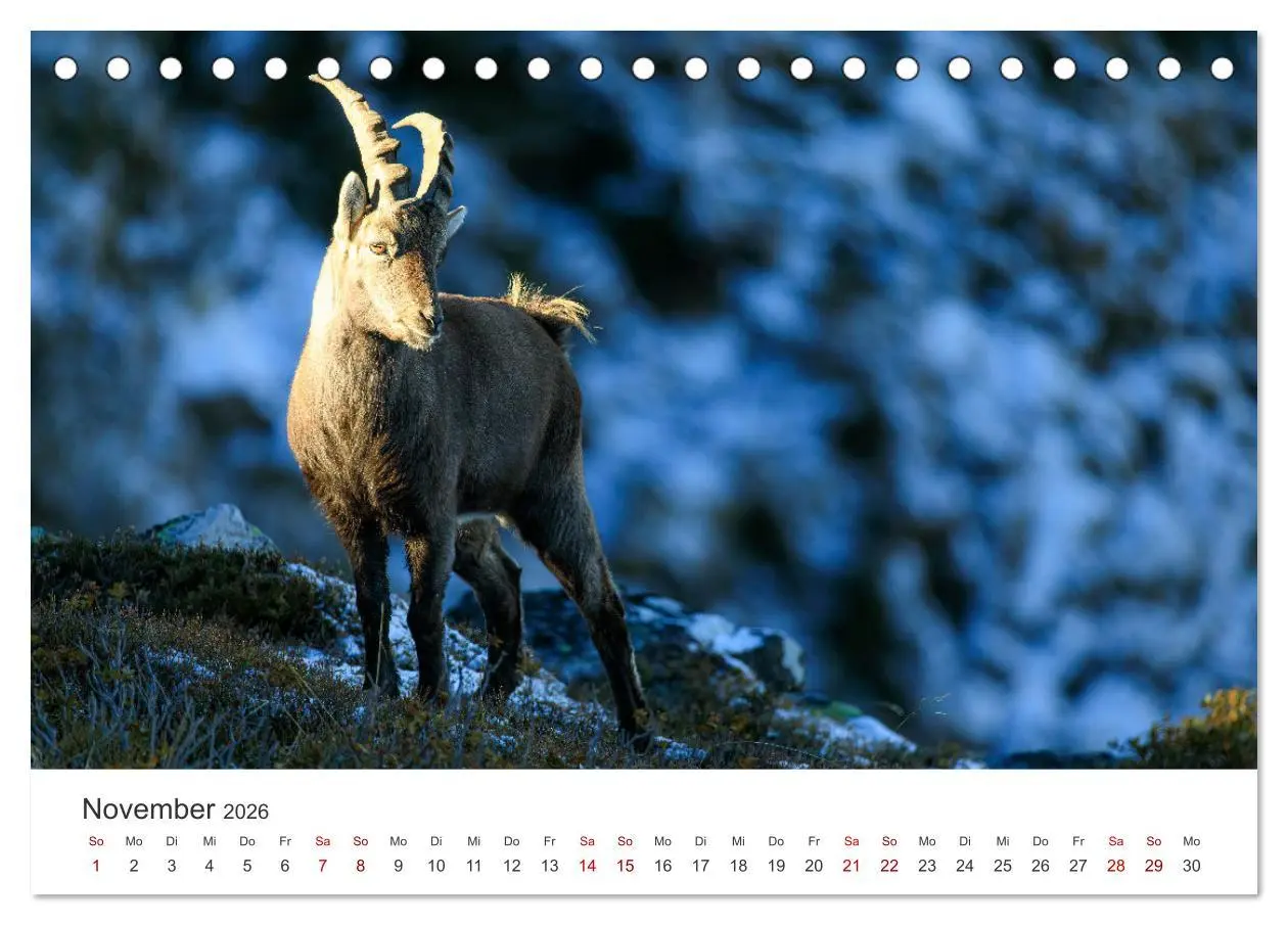 Bild: 9783457499467 | Steinbock - König der Alpen (Tischkalender 2026 DIN A5 quer),...