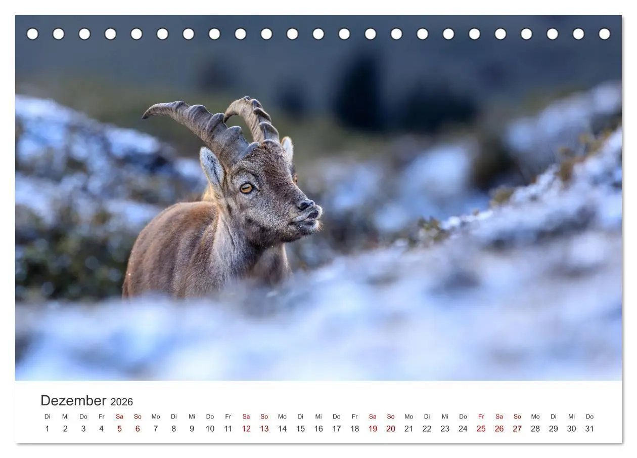Bild: 9783457499467 | Steinbock - König der Alpen (Tischkalender 2026 DIN A5 quer),...
