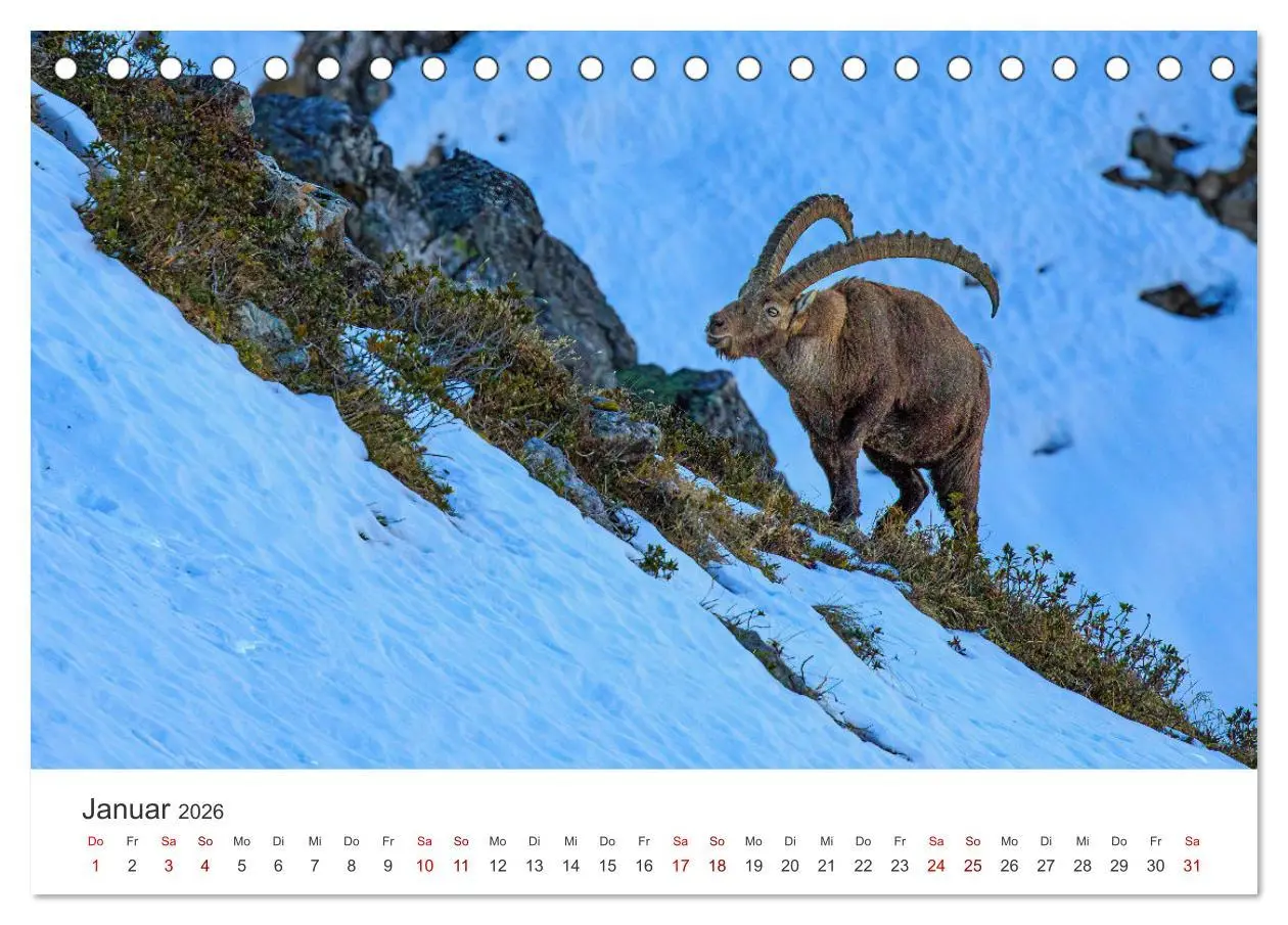 Bild: 9783457499467 | Steinbock - König der Alpen (Tischkalender 2026 DIN A5 quer),...