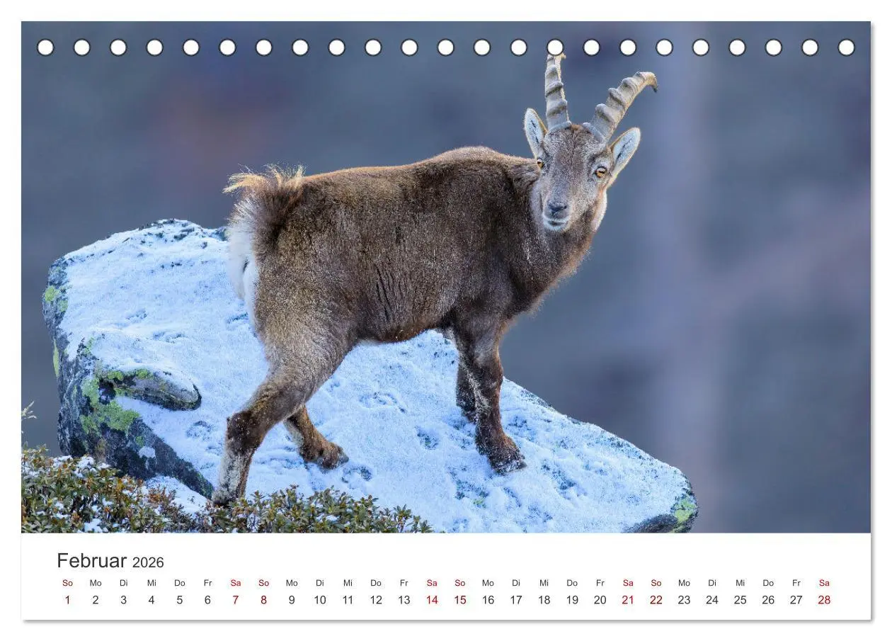 Bild: 9783457499467 | Steinbock - König der Alpen (Tischkalender 2026 DIN A5 quer),...