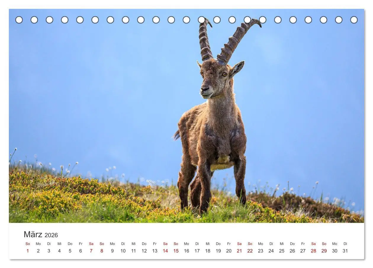 Bild: 9783457499467 | Steinbock - König der Alpen (Tischkalender 2026 DIN A5 quer),...