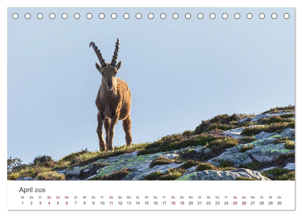 Bild: 9783457499467 | Steinbock - König der Alpen (Tischkalender 2026 DIN A5 quer),...