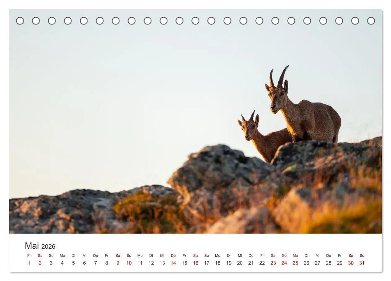 Bild: 9783457499467 | Steinbock - König der Alpen (Tischkalender 2026 DIN A5 quer),...