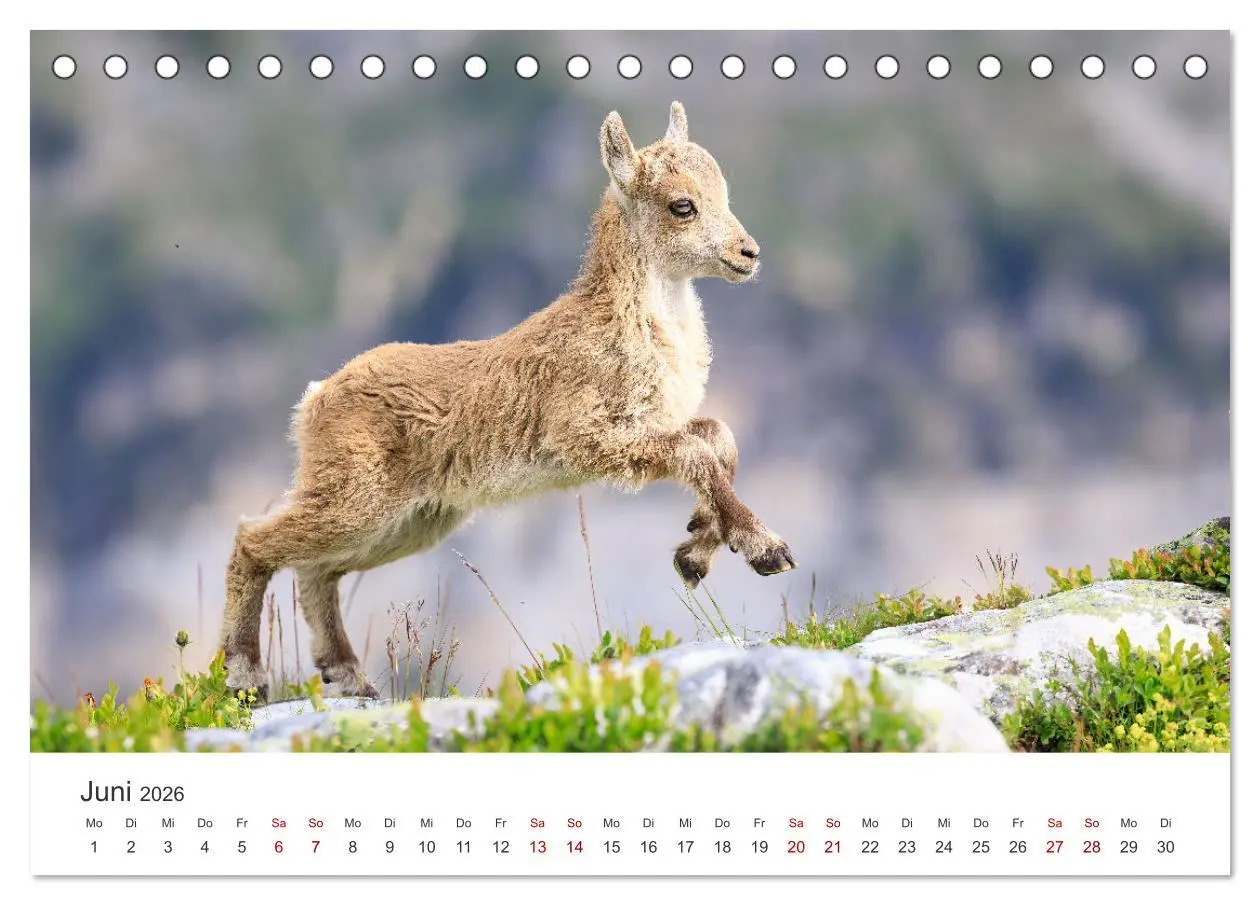 Bild: 9783457499467 | Steinbock - König der Alpen (Tischkalender 2026 DIN A5 quer),...