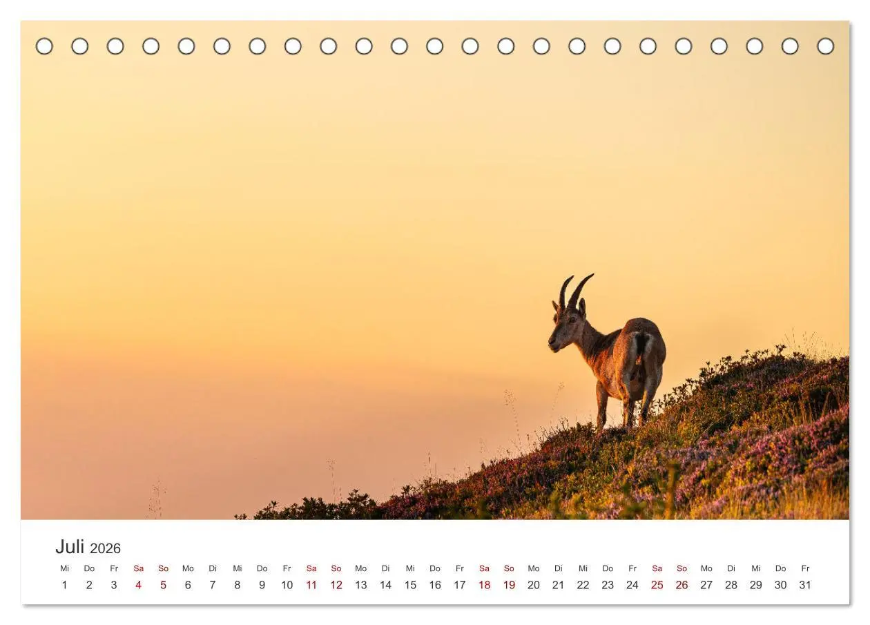 Bild: 9783457499467 | Steinbock - König der Alpen (Tischkalender 2026 DIN A5 quer),...