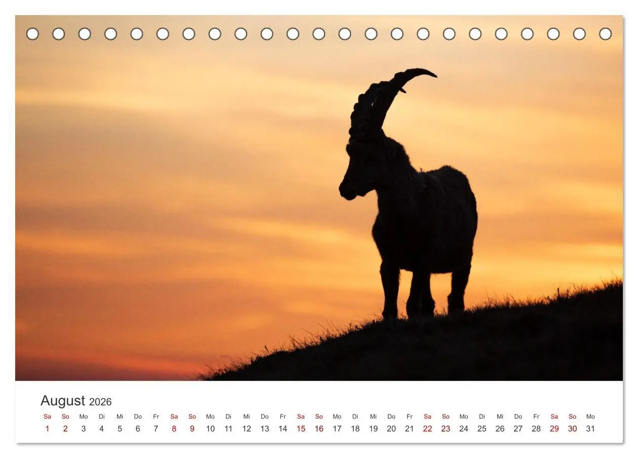 Bild: 9783457499467 | Steinbock - König der Alpen (Tischkalender 2026 DIN A5 quer),...