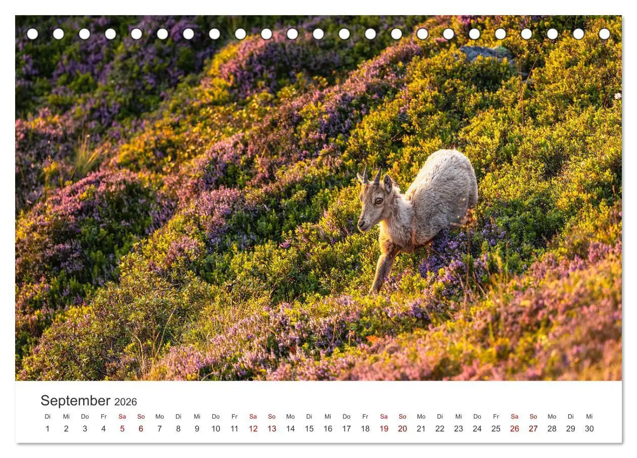 Bild: 9783457499467 | Steinbock - König der Alpen (Tischkalender 2026 DIN A5 quer),...