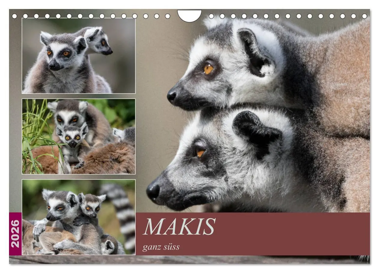 Cover: 9783457869567 | Makis ganz süss (Wandkalender 2026 DIN A4 quer), CALVENDO...
