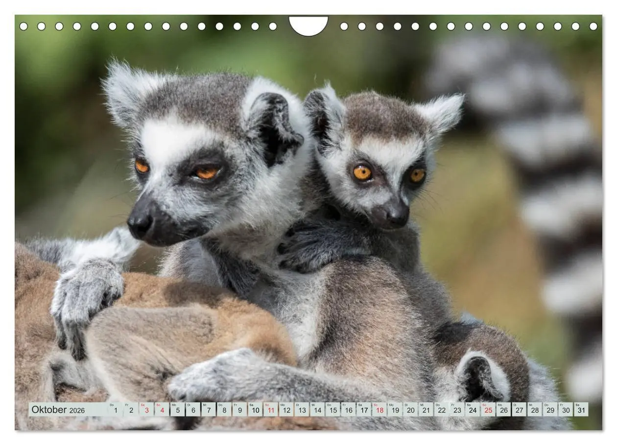 Bild: 9783457869567 | Makis ganz süss (Wandkalender 2026 DIN A4 quer), CALVENDO...