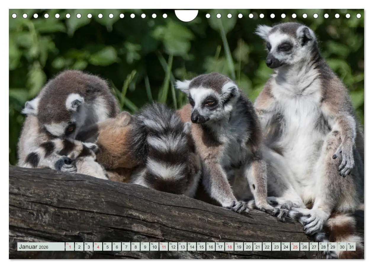 Bild: 9783457869567 | Makis ganz süss (Wandkalender 2026 DIN A4 quer), CALVENDO...