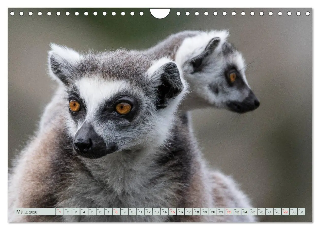 Bild: 9783457869567 | Makis ganz süss (Wandkalender 2026 DIN A4 quer), CALVENDO...