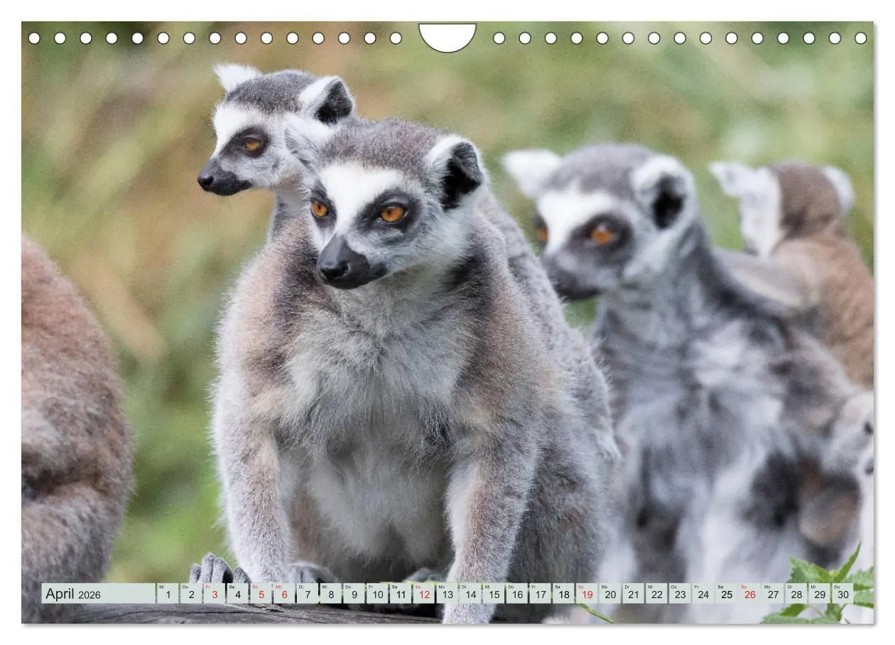 Bild: 9783457869567 | Makis ganz süss (Wandkalender 2026 DIN A4 quer), CALVENDO...