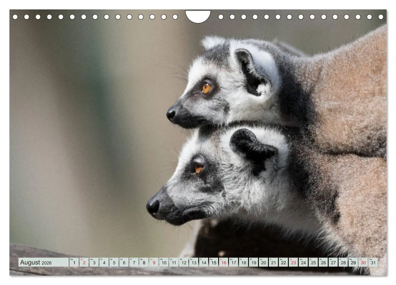 Bild: 9783457869567 | Makis ganz süss (Wandkalender 2026 DIN A4 quer), CALVENDO...