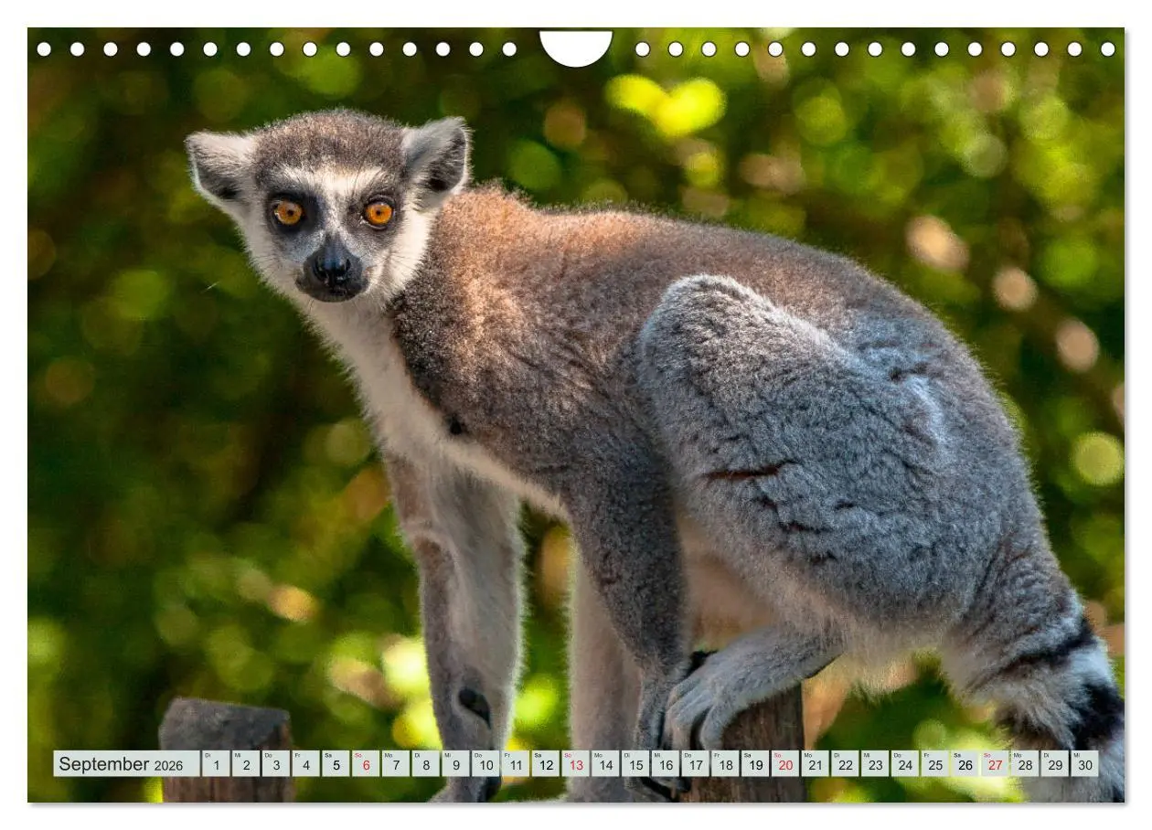 Bild: 9783457869567 | Makis ganz süss (Wandkalender 2026 DIN A4 quer), CALVENDO...