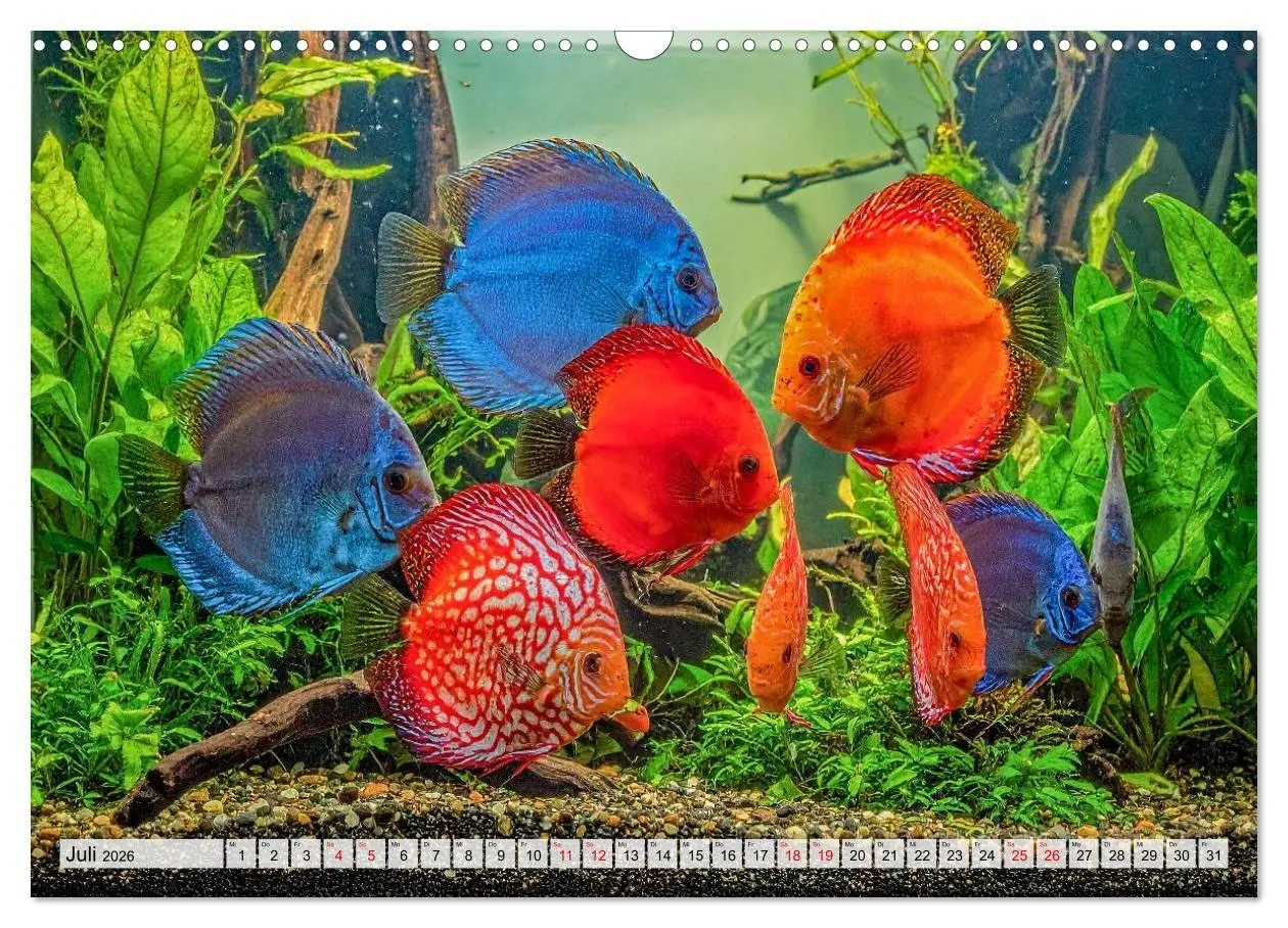 Bild: 9783516719567 | Amazonaslichter. Farben der Tiefe (Wandkalender 2026 DIN A3 quer),...