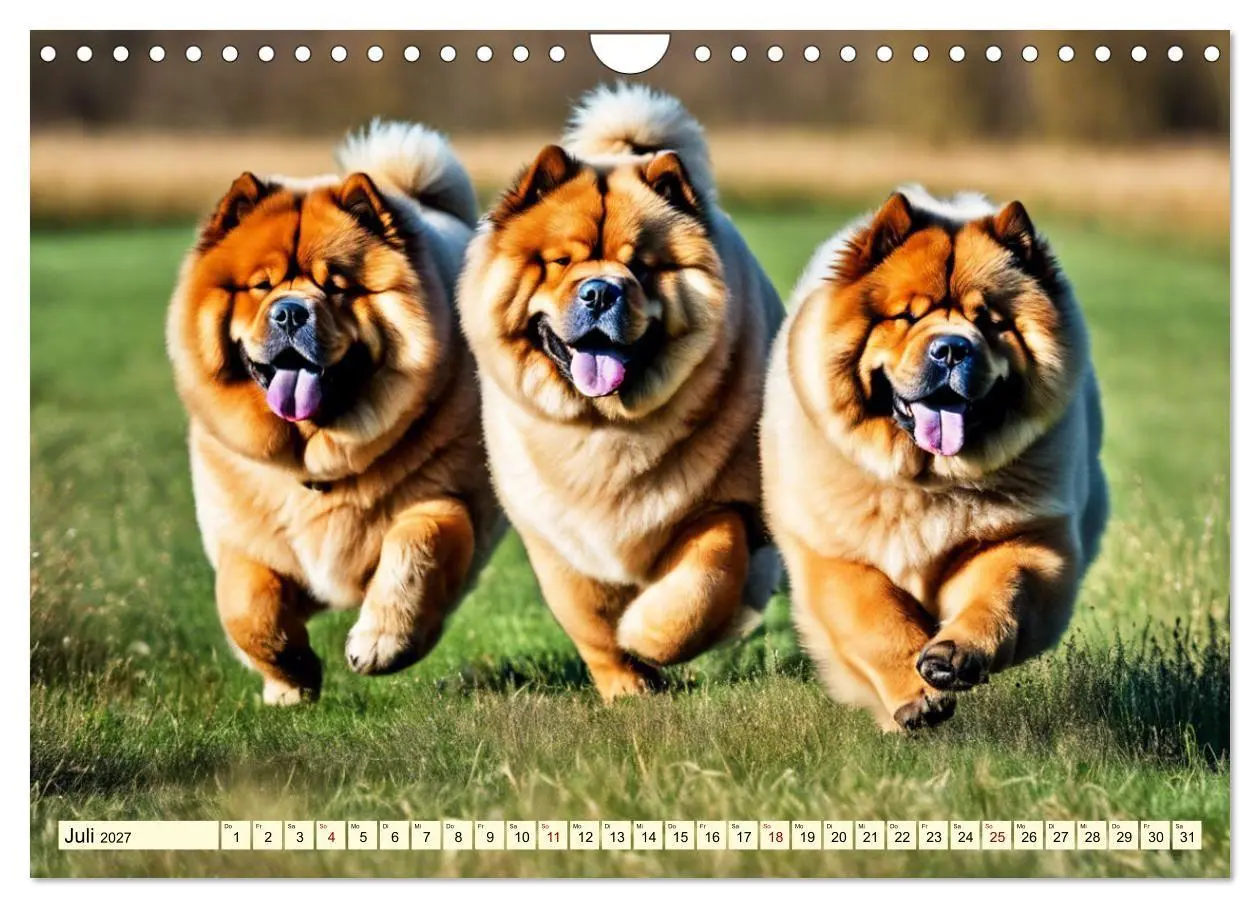 Bild: 9783569119567 | Chow Chow - der Löwenkopfhund (Wandkalender 2027 DIN A4 quer),...