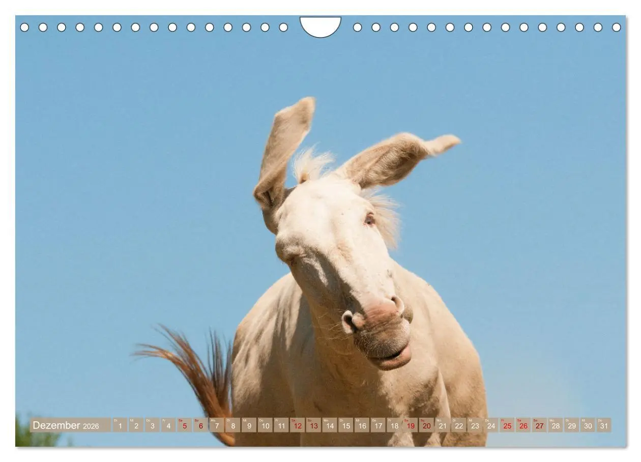 Bild: 9783457619667 | Esel Lebensfreude - Spaß mit Langohren (Wandkalender 2026 DIN A4...