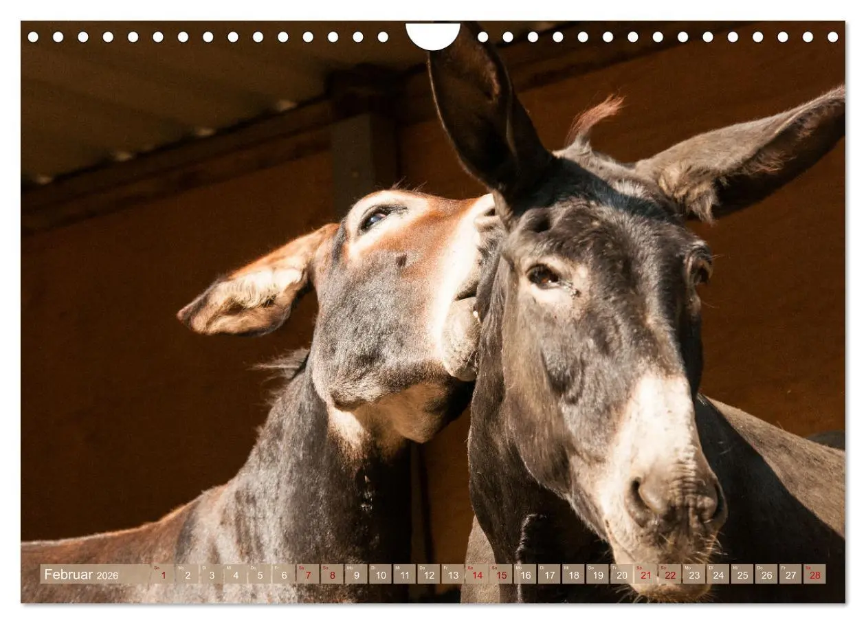 Bild: 9783457619667 | Esel Lebensfreude - Spaß mit Langohren (Wandkalender 2026 DIN A4...