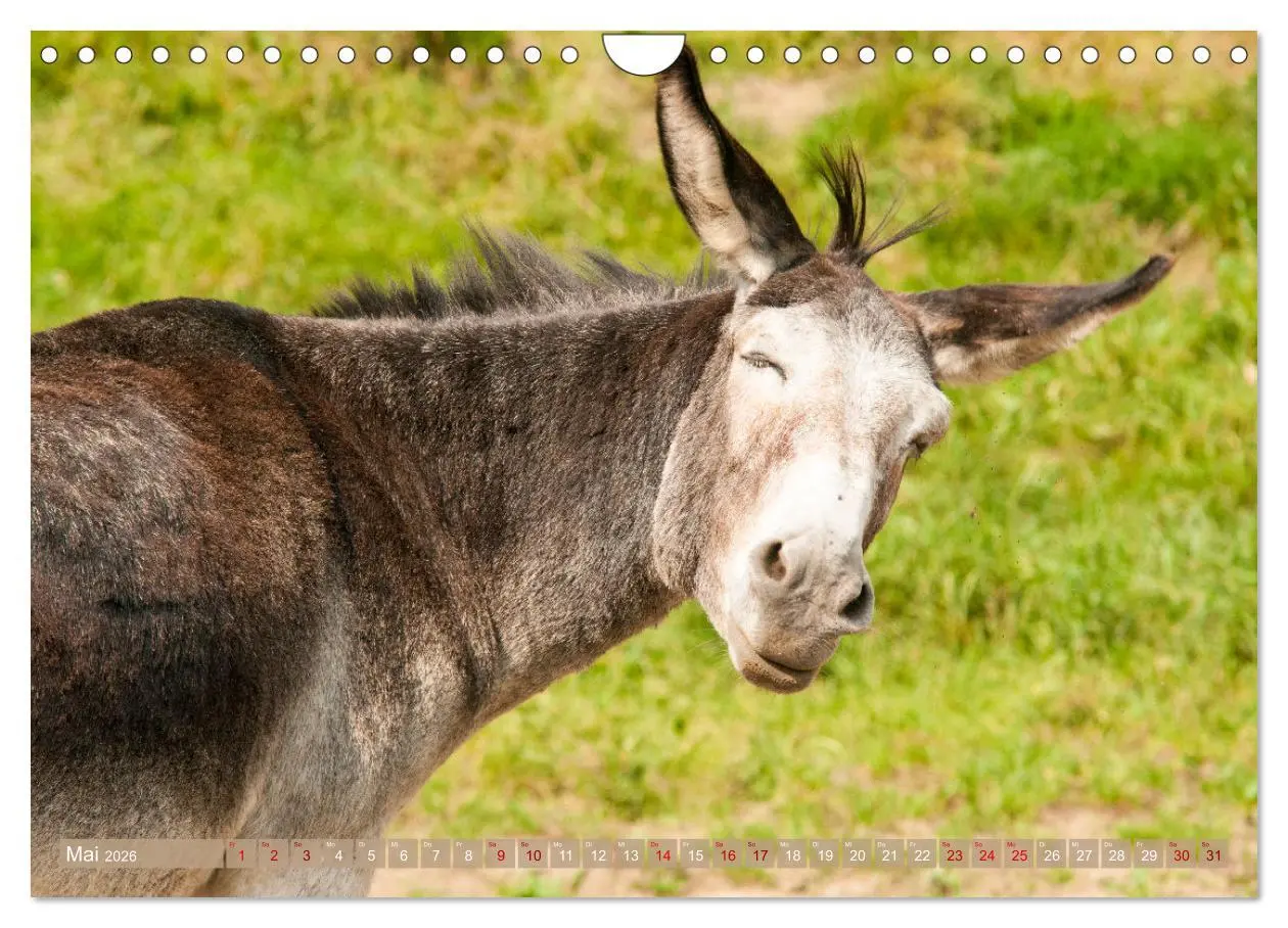 Bild: 9783457619667 | Esel Lebensfreude - Spaß mit Langohren (Wandkalender 2026 DIN A4...