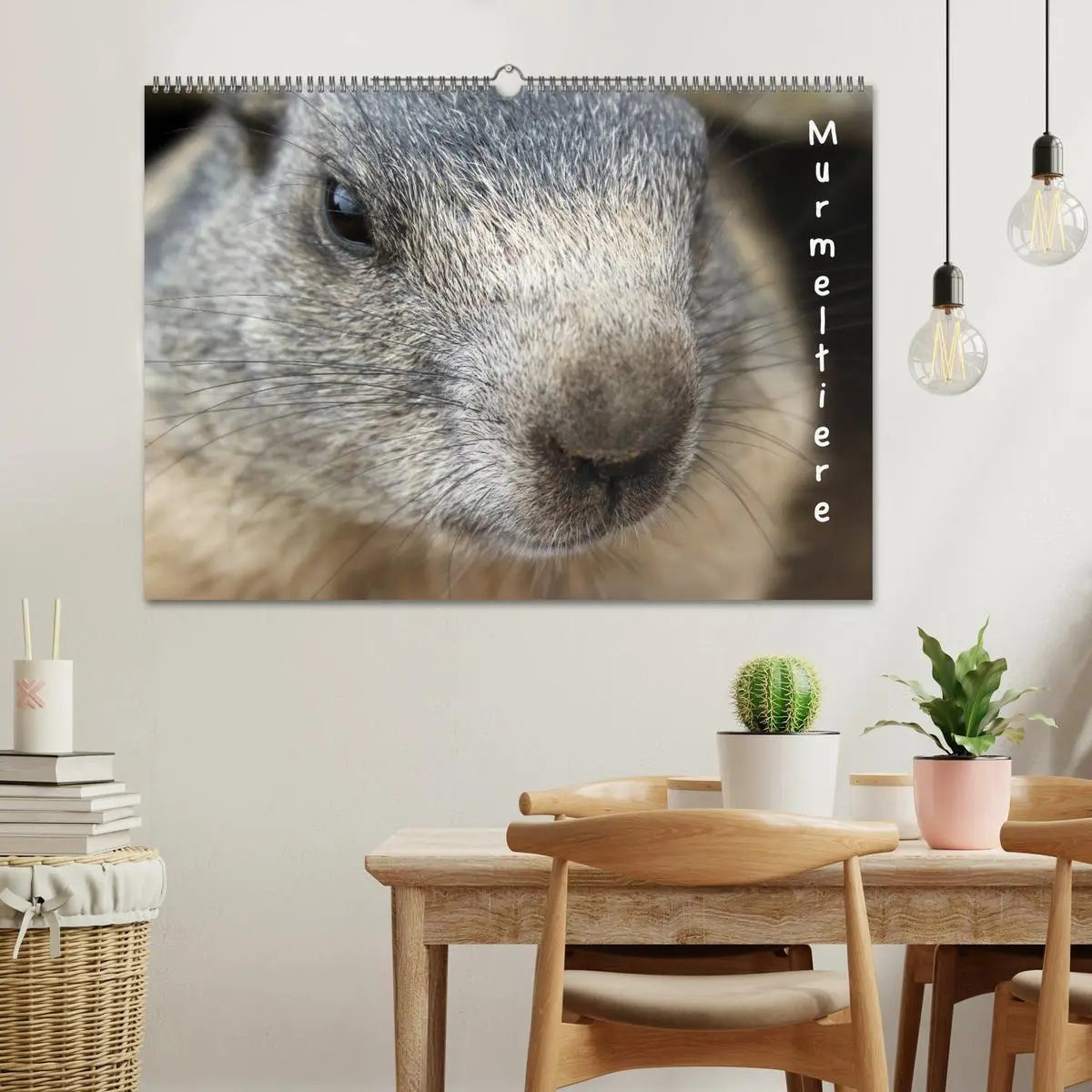 Bild: 9783516179767 | Murmeltiere (Wandkalender 2026 DIN A2 quer), CALVENDO Monatskalender