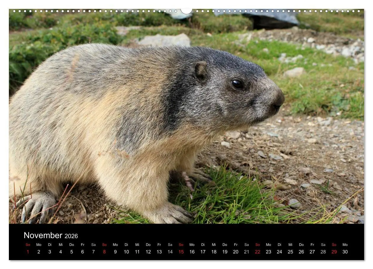 Bild: 9783516179767 | Murmeltiere (Wandkalender 2026 DIN A2 quer), CALVENDO Monatskalender