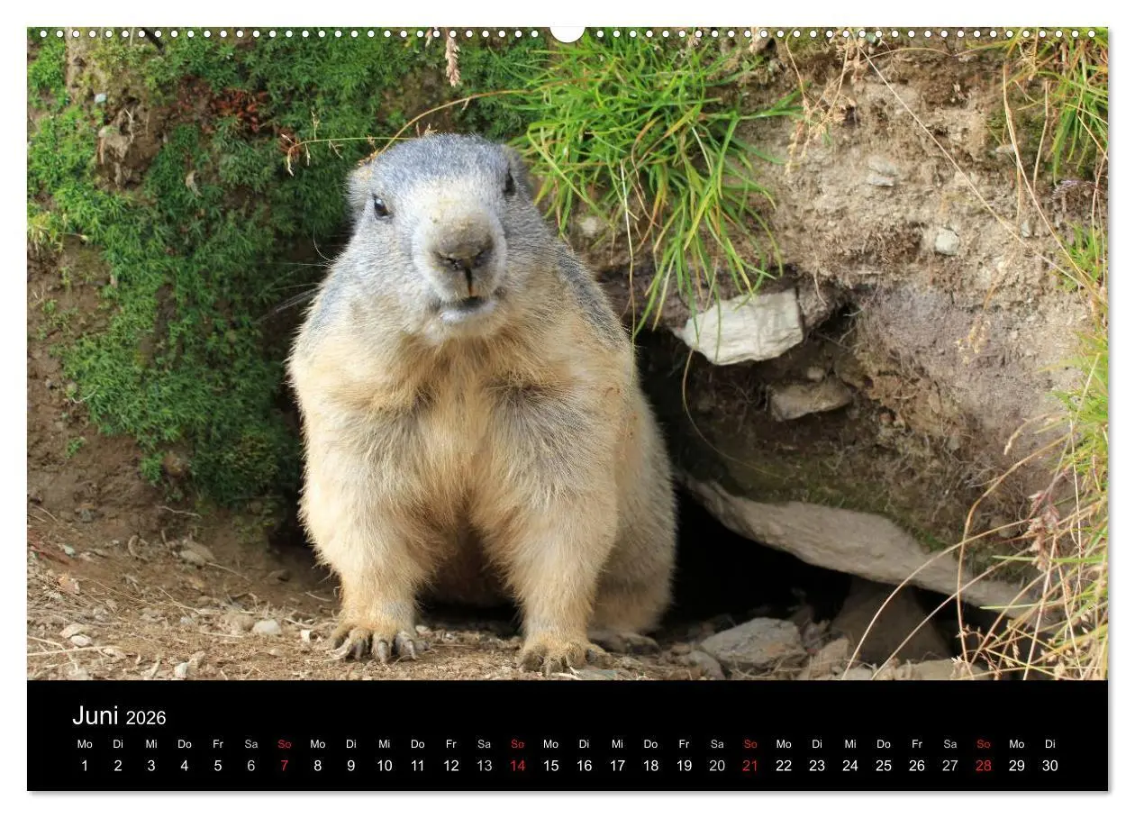 Bild: 9783516179767 | Murmeltiere (Wandkalender 2026 DIN A2 quer), CALVENDO Monatskalender