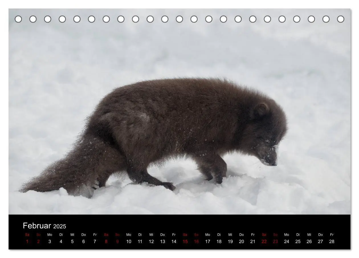 Bild: 9783435439867 | Polarfuchsstudien Wildlife (Tischkalender 2025 DIN A5 quer),...