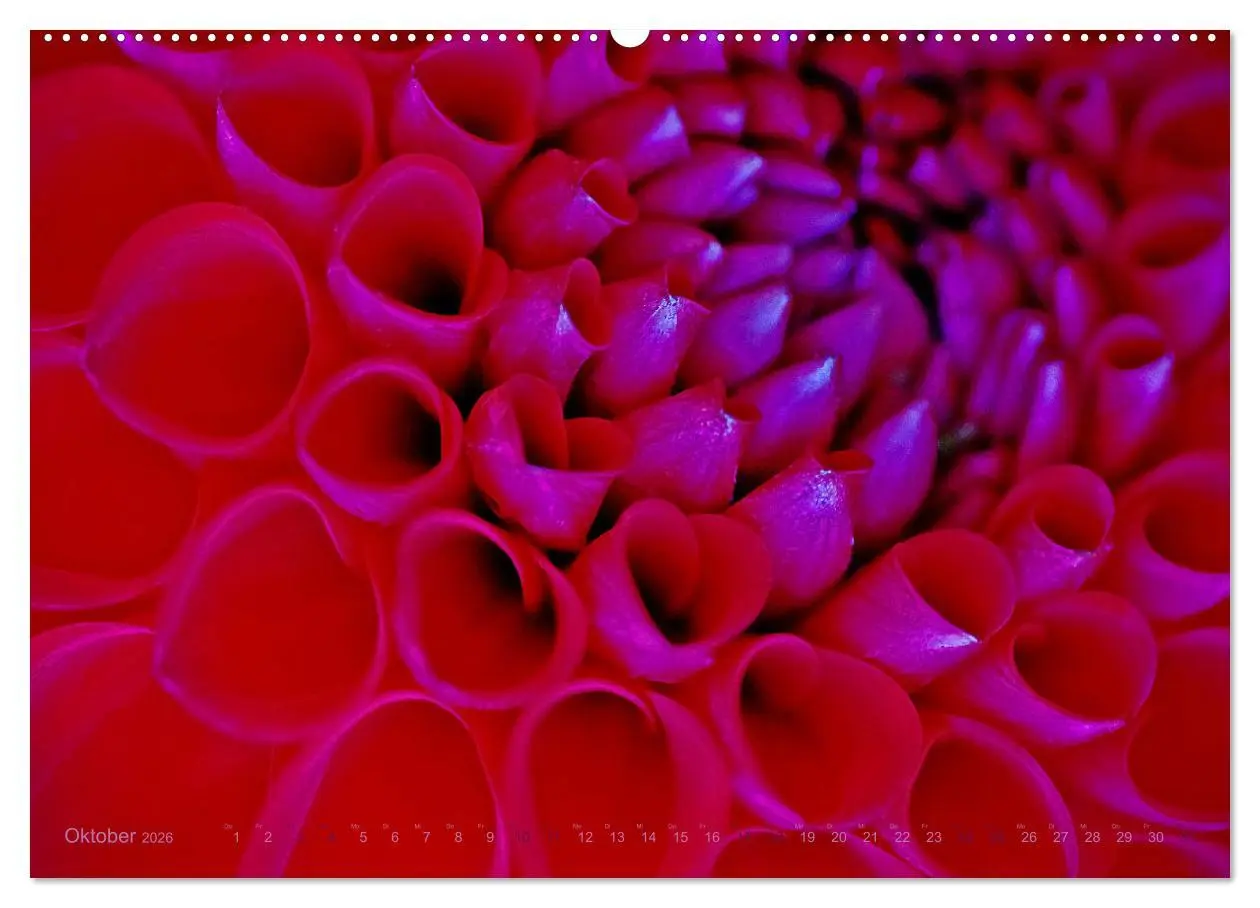 Bild: 9783457459867 | DEEP INSIDE - Blütenmakros (hochwertiger Premium Wandkalender 2026...