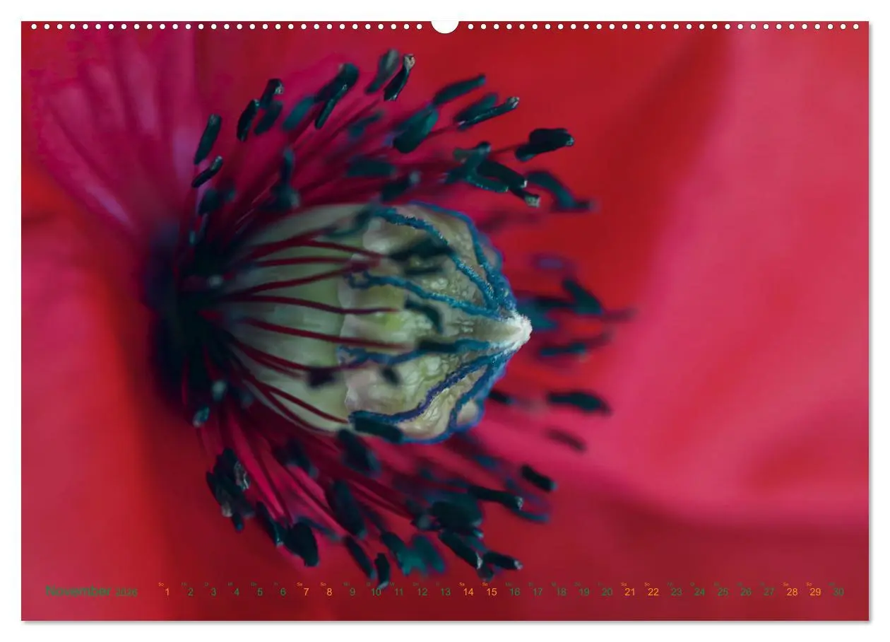 Bild: 9783457459867 | DEEP INSIDE - Blütenmakros (hochwertiger Premium Wandkalender 2026...