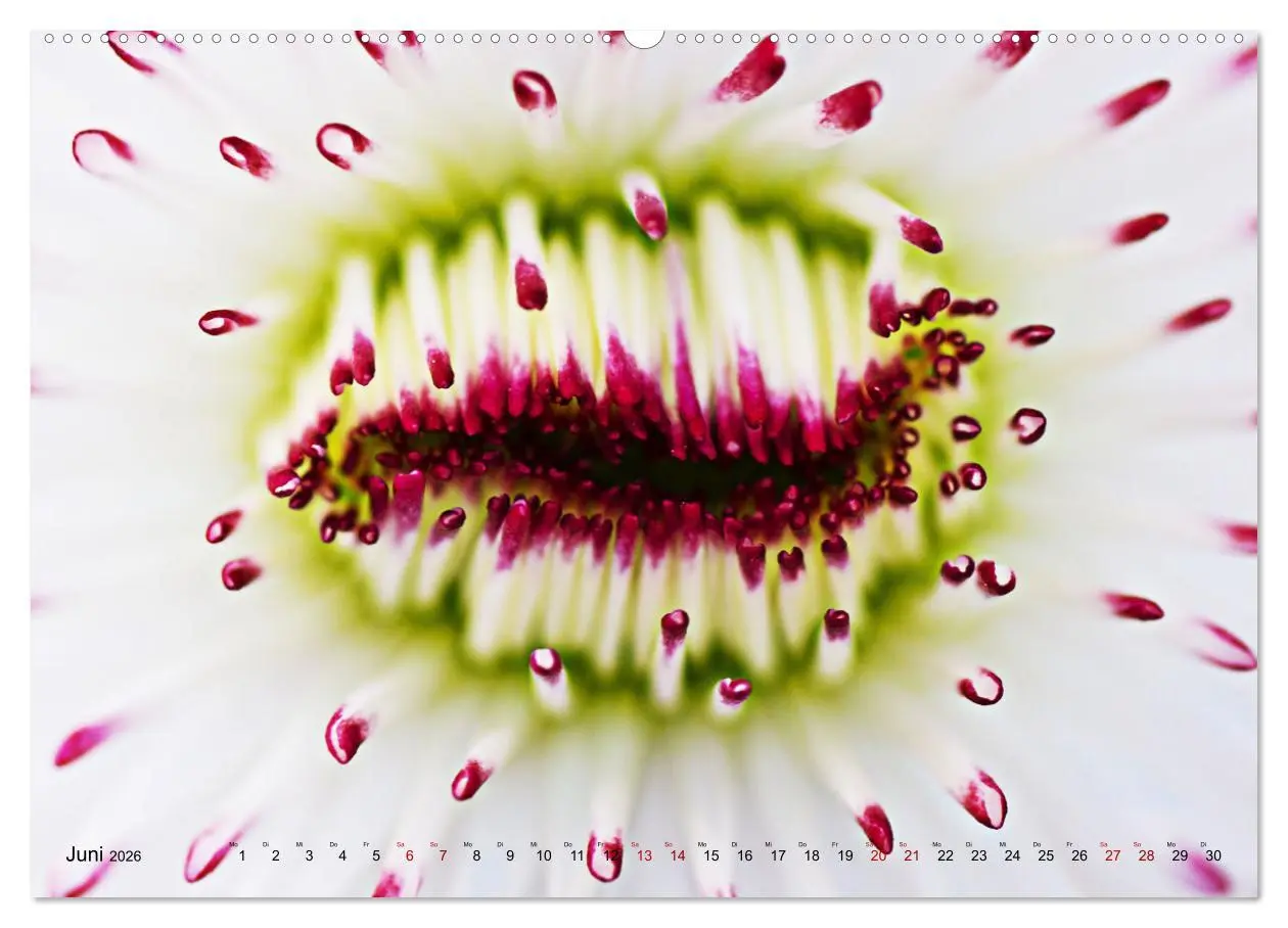Bild: 9783457459867 | DEEP INSIDE - Blütenmakros (hochwertiger Premium Wandkalender 2026...
