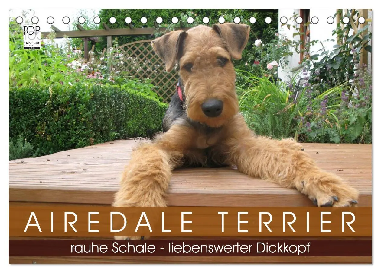 Cover: 9783516099867 | Airedale Terrier (Tischkalender 2026 DIN A5 quer), CALVENDO...
