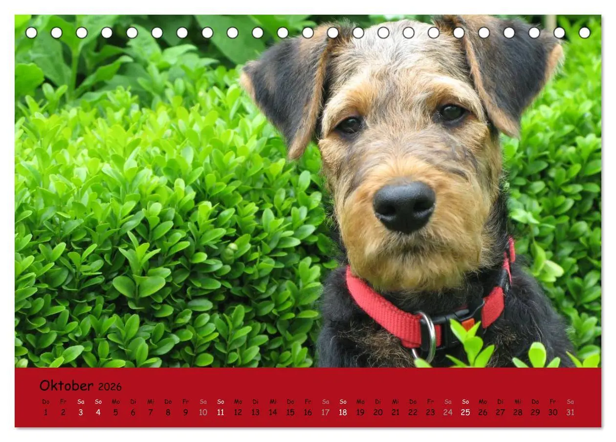 Bild: 9783516099867 | Airedale Terrier (Tischkalender 2026 DIN A5 quer), CALVENDO...