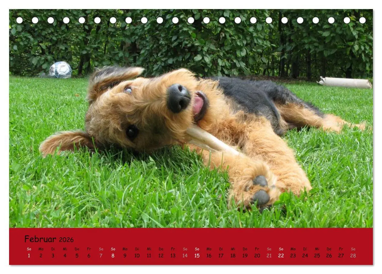 Bild: 9783516099867 | Airedale Terrier (Tischkalender 2026 DIN A5 quer), CALVENDO...