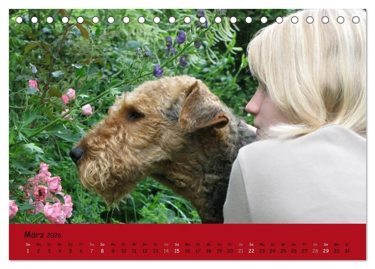 Bild: 9783516099867 | Airedale Terrier (Tischkalender 2026 DIN A5 quer), CALVENDO...