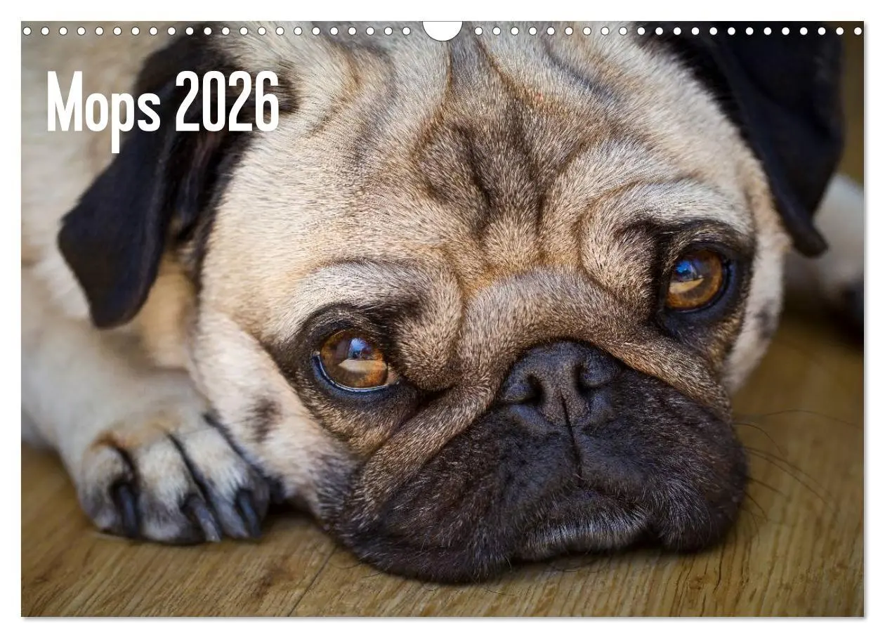 Cover: 9783516239867 | Mops 2026 (Wandkalender 2026 DIN A3 quer), CALVENDO Monatskalender