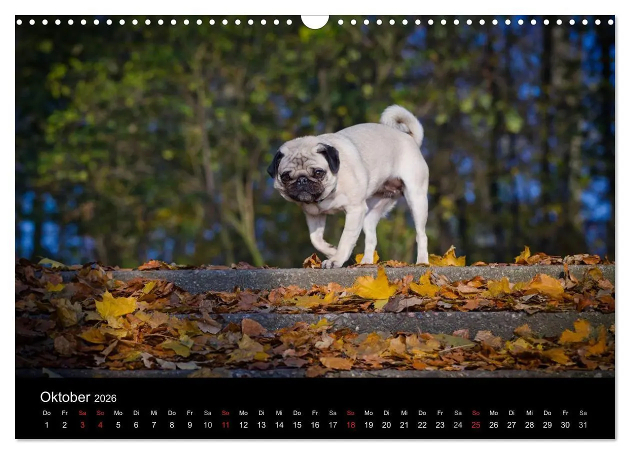 Bild: 9783516239867 | Mops 2026 (Wandkalender 2026 DIN A3 quer), CALVENDO Monatskalender