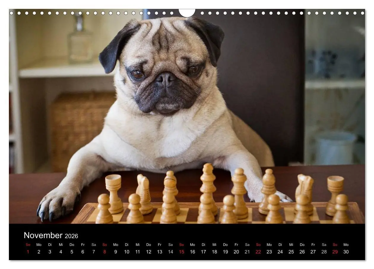 Bild: 9783516239867 | Mops 2026 (Wandkalender 2026 DIN A3 quer), CALVENDO Monatskalender