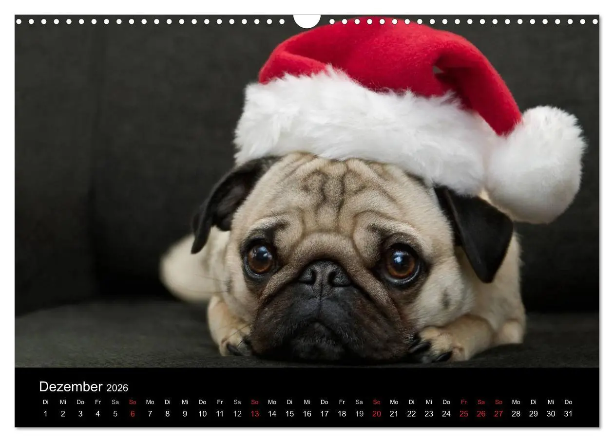 Bild: 9783516239867 | Mops 2026 (Wandkalender 2026 DIN A3 quer), CALVENDO Monatskalender
