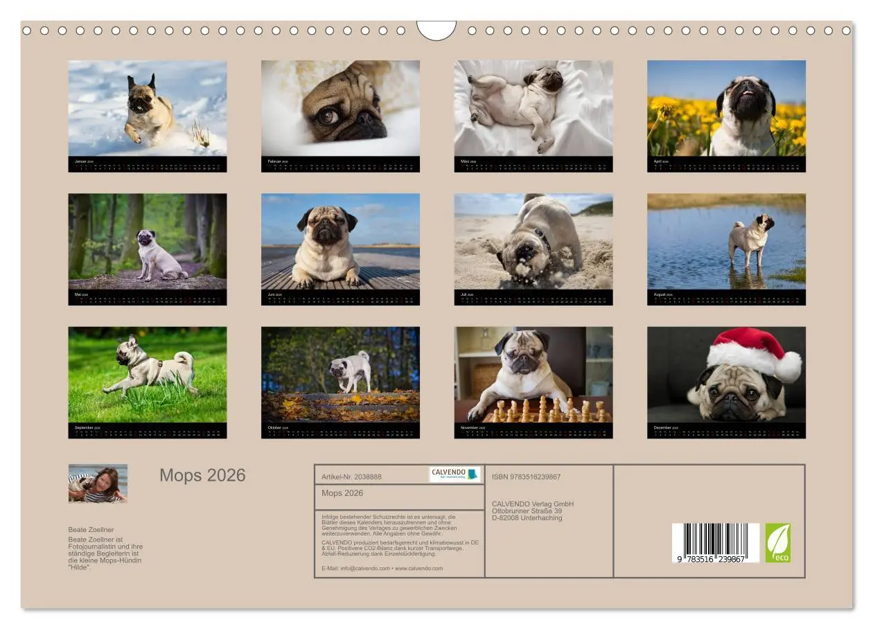 Bild: 9783516239867 | Mops 2026 (Wandkalender 2026 DIN A3 quer), CALVENDO Monatskalender