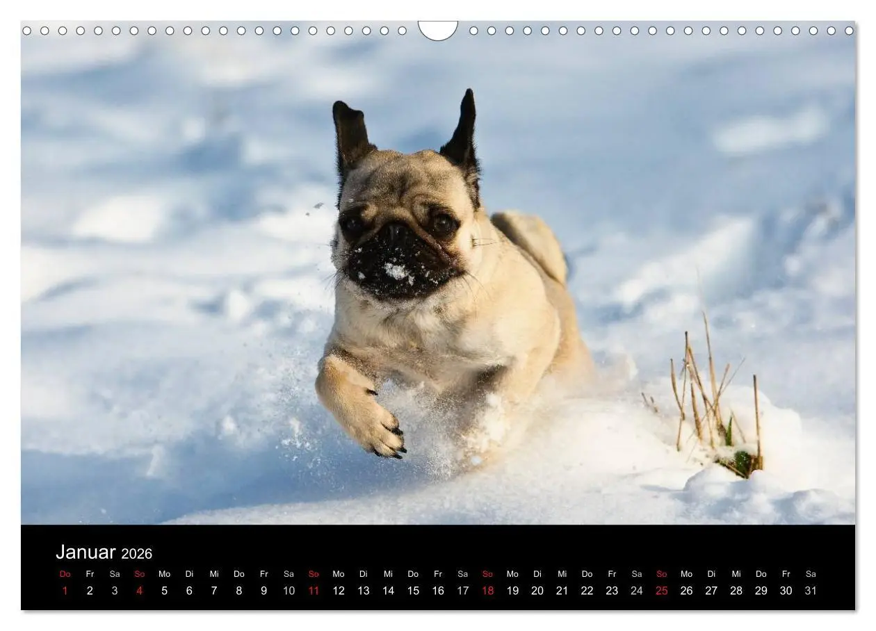 Bild: 9783516239867 | Mops 2026 (Wandkalender 2026 DIN A3 quer), CALVENDO Monatskalender