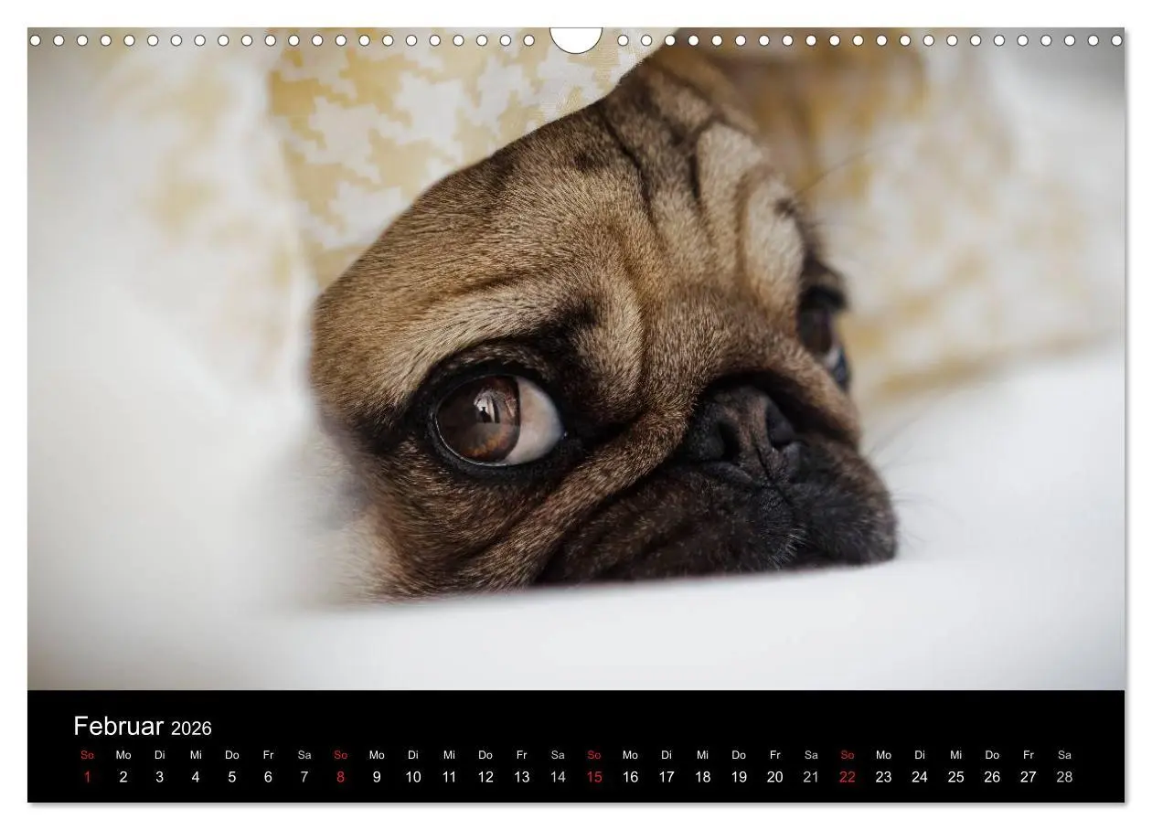 Bild: 9783516239867 | Mops 2026 (Wandkalender 2026 DIN A3 quer), CALVENDO Monatskalender