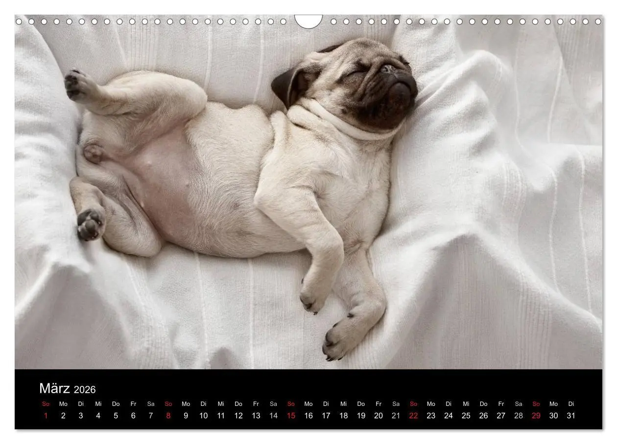 Bild: 9783516239867 | Mops 2026 (Wandkalender 2026 DIN A3 quer), CALVENDO Monatskalender