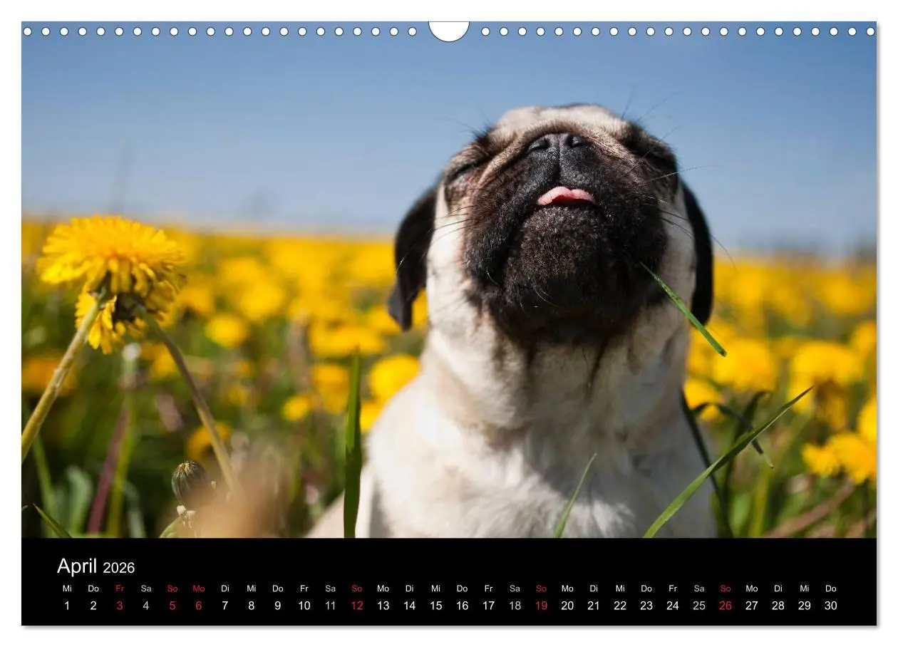 Bild: 9783516239867 | Mops 2026 (Wandkalender 2026 DIN A3 quer), CALVENDO Monatskalender